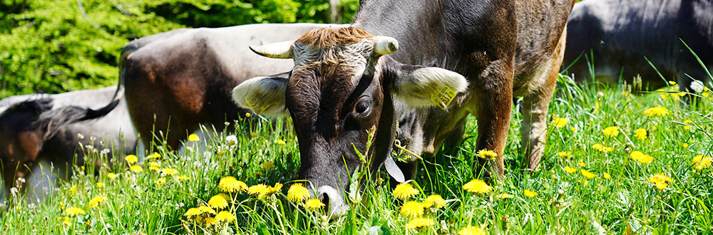 Grauvieh auf der Sommerweide