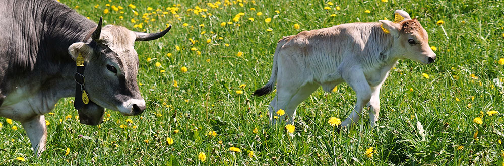 Kalb auf der Weide